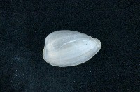 藏品(臺灣穀米螺)的圖片